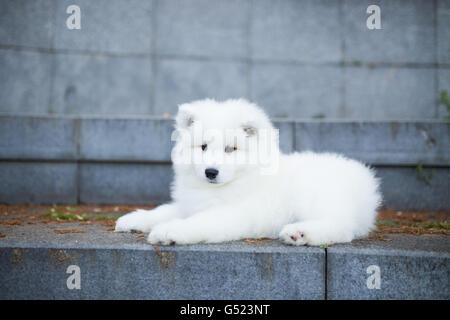 Petit chiot Samoyède assis sur le mur Banque D'Images