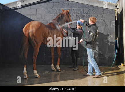 Les chaussettes Smatty sont rasées par l'entraîneur David O'Meara après avoir été échausée lors d'une visite à Arthington Barn stables, Nawton, North Yorkshire. Banque D'Images