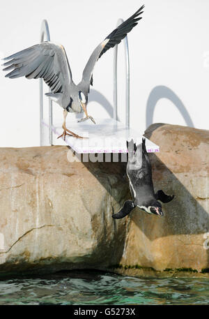 Un héron sauvage prend la forme d'un pingouin Humboldt qui saute du nouveau panneau de plongée sur le thème des Jeux Olympiques de Londres 2012, qui a été installé à l'exposition de Penguin Beach au zoo de Londres, à Londres. Banque D'Images