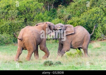 L'Afrique du Sud, Eastern Cape, District de l'Ouest, l'Addo Elephant National Park, éléphants, jeunes taureaux dans la bataille Banque D'Images