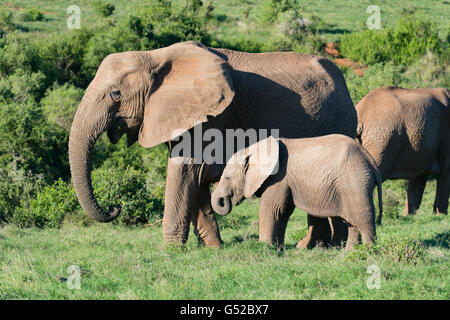 L'Afrique du Sud, Eastern Cape, District de l'Ouest, l'Addo Elephant National Park, un éléphant l'élevage à travers le désert Banque D'Images