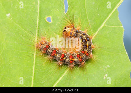 La spongieuse (Lymantria dispar) chenille (larve) est perché sur une feuille d'arbre de chêne partiellement mangés. Banque D'Images