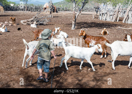 La Namibie, chèvre, Kunene Kaokoland, chapeaux en l'Himbakral (temporairement) Banque D'Images