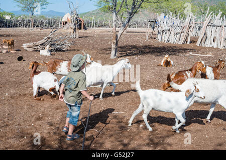 La Namibie, chèvre, Kunene Kaokoland, chapeaux en l'Himbakral (temporairement) Banque D'Images