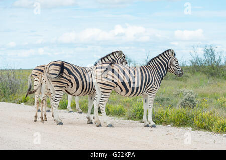 La Namibie, Oshana, Etosha National Park, les zèbres des plaines sur la route, zèbre des plaines (Equus quagga) ou cheval zebra Banque D'Images