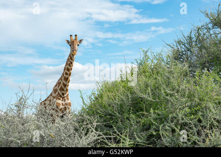 La Namibie, Oshana, Etosha National Park, la girafe Banque D'Images