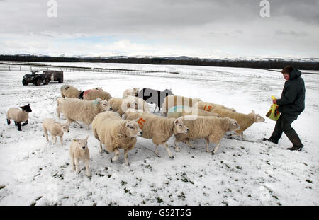 L'agriculteur Michael Rattray, de West Park Farm près d'Auchterarder, nourrit ses moutons et ses agneaux, tandis que plus de six pouces de neige sont tombés en l'espace de quatre heures dans certaines parties de l'Écosse pendant la nuit alors qu'un front météorologique arctique s'est abatsé sur le Royaume-Uni. Banque D'Images