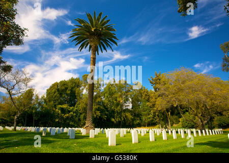 Un grand palmier marque les stèles funéraires et pierres tombales dans Los Angeles National Cemetery. Banque D'Images