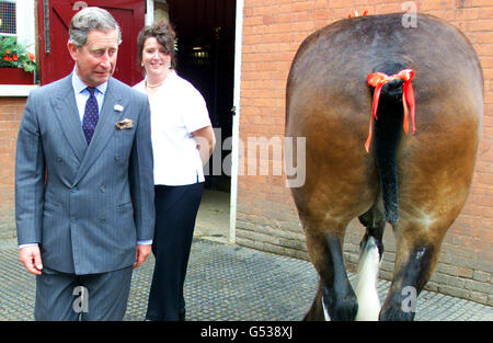 Le Prince de Galles (L) prend un visage en passant avec prudence devant un cheval de Clydesdale lors d'une visite au Capel Manor College de Londres. Le Prince Charles a ouvert la duchesse achevée du Devonshire Pavillion au seul collège spécialisé en horticulture de Londres. Banque D'Images