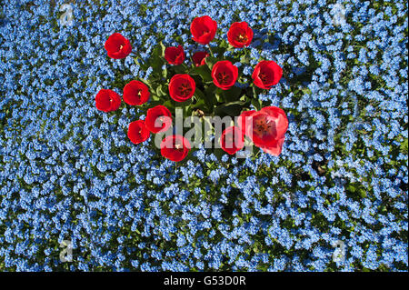 Tulipes rouges (Tulipa sp.), bois myosotis (Myosotis sylvatica), Mecklembourg-Poméranie-Occidentale, Allemagne Banque D'Images