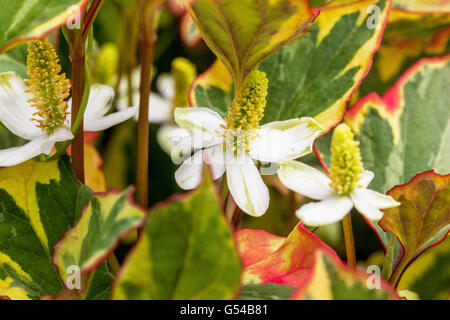 Houttuynia cordata fleurs vivaces queue de lézard, plante de caméléon, heartleaf, poisset Banque D'Images