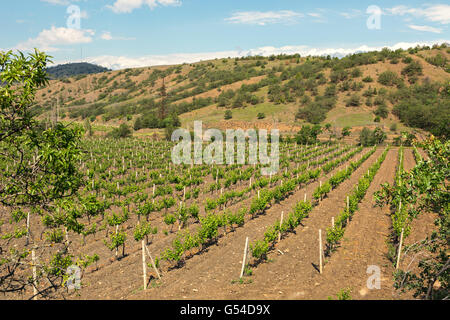 Belles vignes vertes sur les champs dans les montagnes de Crimée. Banque D'Images