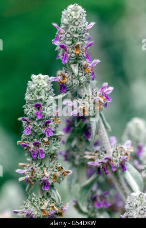 Oreilles d'agneaux, Stachys byzantina, fleur Banque D'Images