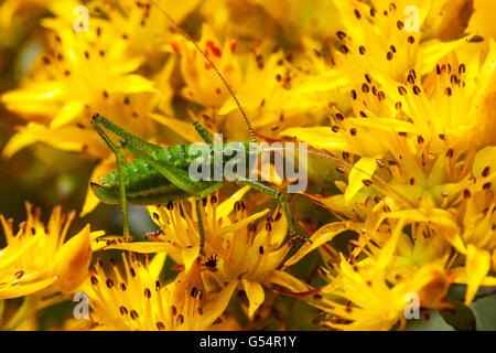 Green Grasshopper sur Sedum floriderum Weihendstephaner Gold, cricket sur fleur jaune insecte sur une fleur gros plan Banque D'Images