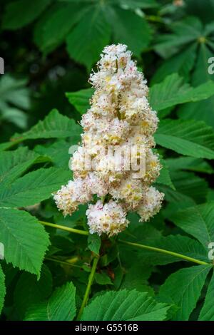 Marronnier - Aesculus hippocastanum, fleurs, mai, en Angleterre. Banque D'Images