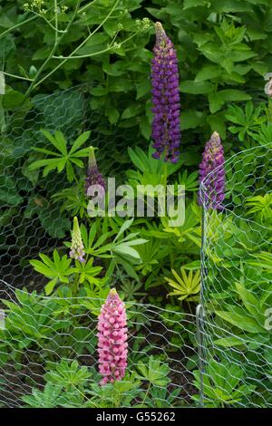 Lupins avec filet métallique protégé contre les dégâts de lapin, en Angleterre, juin. Banque D'Images