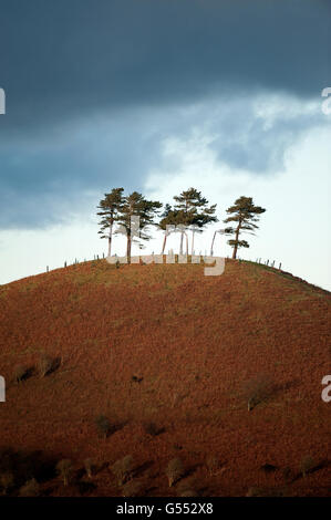 Bosquet de pins sur Colmer's Hill Banque D'Images