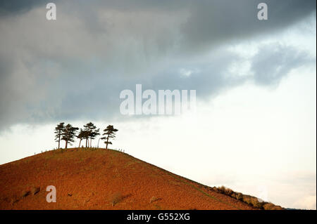 Bosquet de pins sur Colmer's Hill Banque D'Images