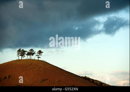 Bosquet de pins sur Colmer's Hill Banque D'Images