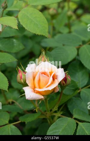 GRACE ,English Rose - produites par David Austin, de l'arbuste Rose. Banque D'Images