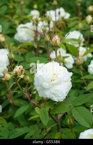 SUSAN WILLIAMS-ELLIS, English Rose - produites par David Austin, de l'arbuste Rose. Banque D'Images