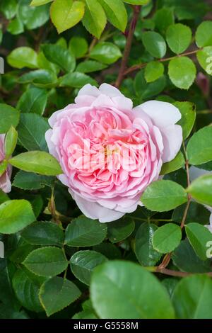 WILDEVE, English Rose - produites par David Austin, de l'arbuste Rose. Banque D'Images