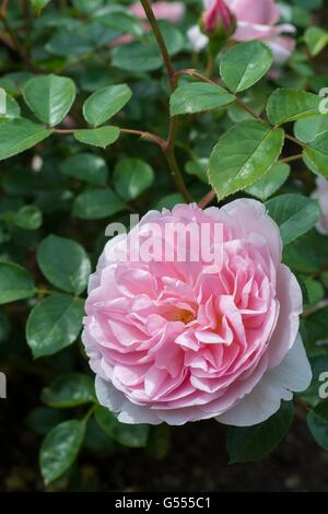 WILDEVE, English Rose - produites par David Austin, de l'arbuste Rose. Banque D'Images