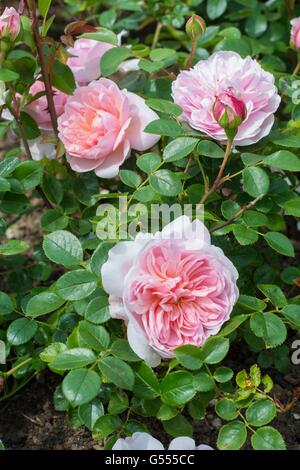 WILDEVE, English Rose - produites par David Austin, de l'arbuste Rose. Banque D'Images