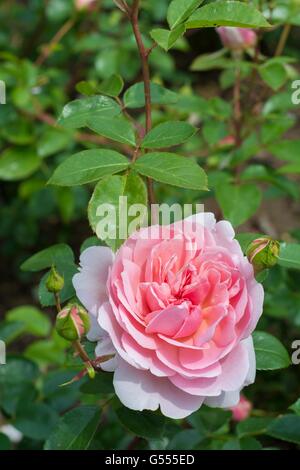 WILDEVE, English Rose - produites par David Austin, de l'arbuste Rose. Banque D'Images