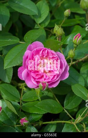 HARLOW CARR, English Rose - produites par David Austin, de l'arbuste Rose. Banque D'Images