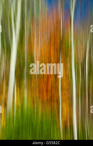 D'érable et de bouleau arbres en automne les couleurs, comté de Grafton, Massachusetts, USA, octobre Banque D'Images