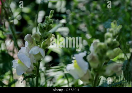 Antirrhinum majus muflier des fleurs dans le jardin, Zavet, Bulgarie Banque D'Images