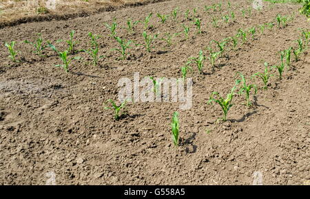 Zea mays maïs de printemps ou croissant dans le potager, Zavet, Bulgarie Banque D'Images