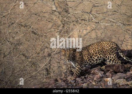 Asian léopard, Panthera pardus fusca, félidés, le parc national de Ranthambore, Rajasthan, Inde, Asie Banque D'Images