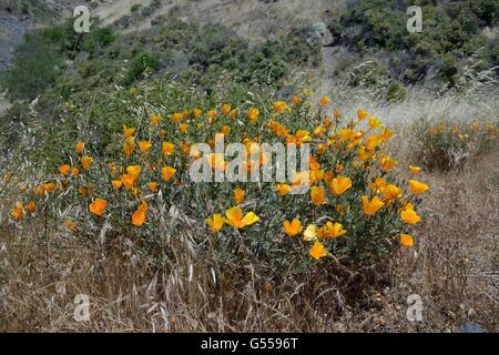Pavot de californie / Golden poppy (Eschscholzia californica) massif, la floraison sur la pente de montagne, le Parc National du Teide, Tenerife Banque D'Images