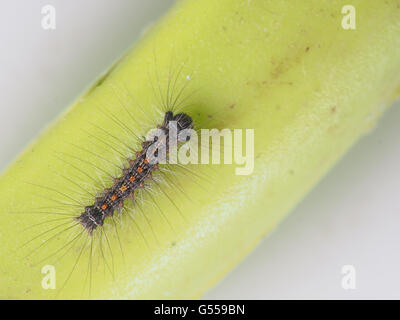 Caterpillar spongieuse. Lymantria dispar. Insectes minuscules - celui d'environ 1 cm de long. Banque D'Images