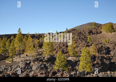 Île des pins (Pinus canariensis), endémique de l'archipel des Canaries, de plus en plus parmi les coulées volcaniques anciennes ci-dessous sur le Mont Teide. Banque D'Images