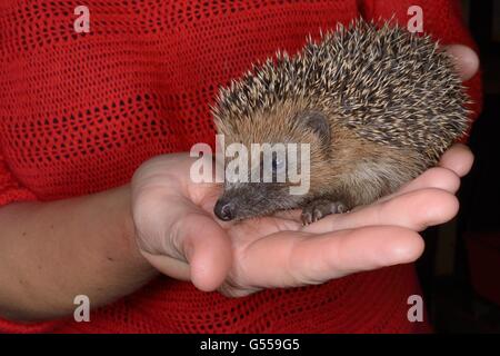 Les jeunes orphelins Hérisson (Erinaceus europaeus) tient à un centre de sauvetage des animaux sauvages, Cornwall, UK, octobre. Banque D'Images