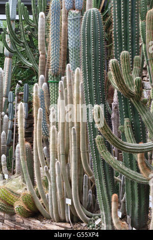 Berlin, Allemagne - le Jardin botanique de Berlin-Dahlem. Cactus dans la serre tropicale - Cleistocactus hyalacanthus Banque D'Images