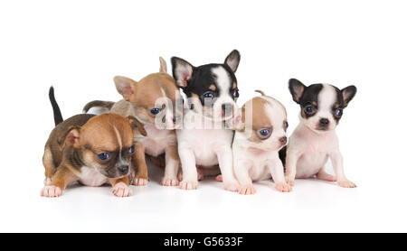 Cinq chiots de Chihuahua isolated on white Banque D'Images