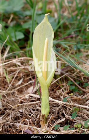 Arum creticum arum (Crète) l'horticulture en bref la végétation, Crète, Grèce Banque D'Images