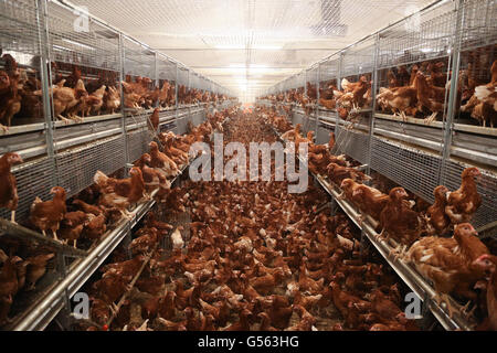 Les poulettes sur un parcours libre dans la ferme, England, UK. Banque D'Images