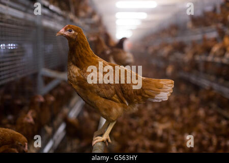 Les poulettes sur un parcours libre dans la ferme, England, UK. Banque D'Images