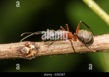 Une fourmi Camponotus ferrugineux (chromaiodes) marche sur une tige de la plante. Banque D'Images