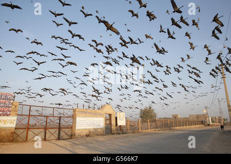 Grue demoiselle (Anthropoides virgo) troupeau, en vol au dessus de l'aire d'alimentation, Khichan, Jodhpur, Rajasthan, désert du Thar, Inde, Février Banque D'Images