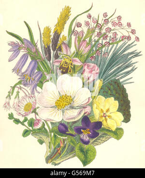 Fleurs sauvages : British fleurs sauvages. SOWERBY, antique print 1890 Banque D'Images