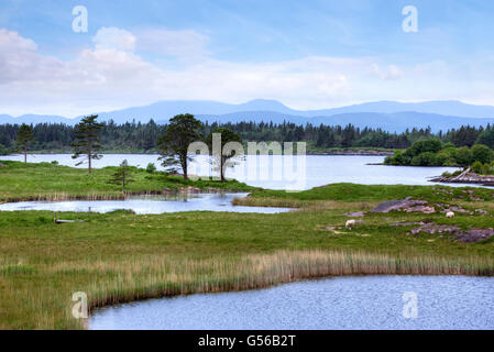 Gleninchaquin Park, Cloonee Lough, Péninsule de Beara, comté de Kerry, Irlande Banque D'Images