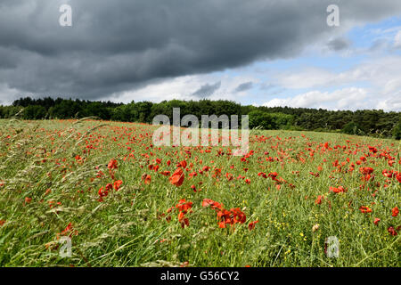 Hucknall, Nottinghamshire, Angleterre. 20 Juin, 2016. Météo France : Après une journée de forte pluie l'autre côté de l'East Midlands skies commencer à effacer . Des champs de pavot, contrastant avec les sombres nuages sur Misk hills Hucknall. Crédit : Ian Francis/Alamy Live News Banque D'Images