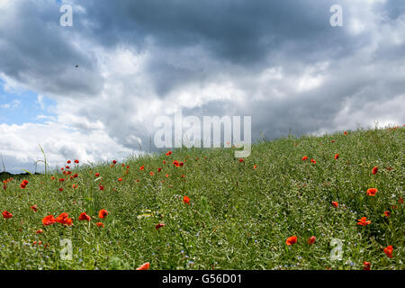 Hucknall, Nottinghamshire, Angleterre. 20 Juin, 2016. Météo France : Après une journée de forte pluie l'autre côté de l'East Midlands skies commencer à effacer . Des champs de pavot, contrastant avec les sombres nuages sur Misk hills Hucknall. Crédit : Ian Francis/Alamy Live News Banque D'Images