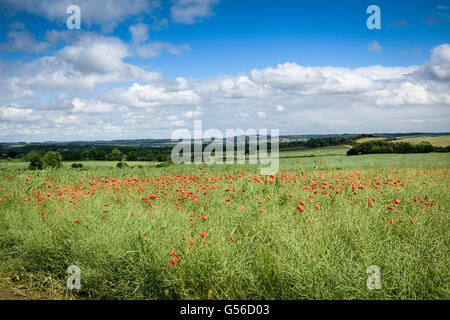 Hucknall, Nottinghamshire, Angleterre. 20 Juin, 2016. Météo France : Après une journée de forte pluie l'autre côté de l'East Midlands skies commencer à effacer . Des champs de pavot, contrastant avec les sombres nuages sur Misk hills Hucknall. Crédit : Ian Francis/Alamy Live News Banque D'Images